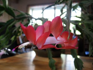 christmas cactus blossom