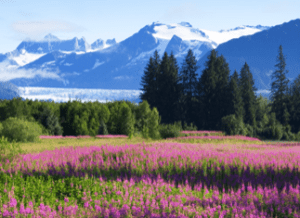 juneauMeadow